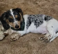 Brewery Long-haired , a male Miniature Dachshund for sale in Clinton, MO – 9 of 10