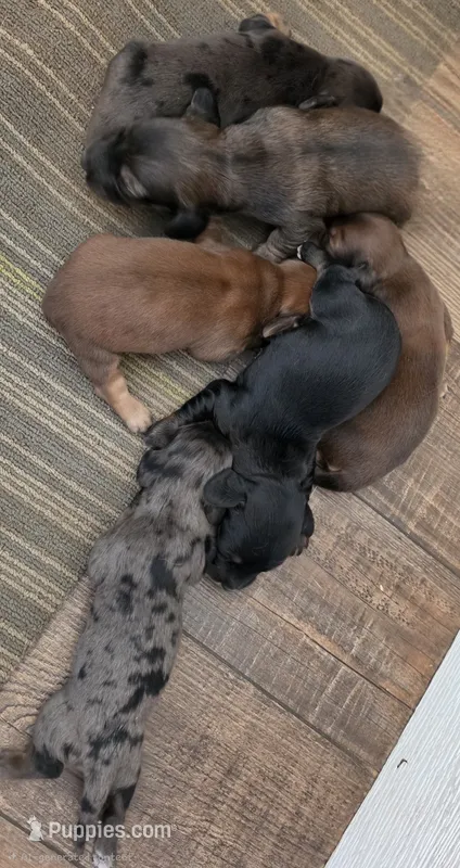 Bluey Long-haired  – Miniature Dachshund puppy for sale in Clinton, MO