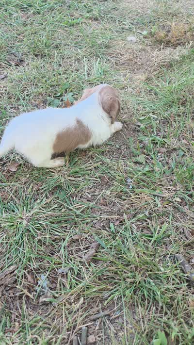 Logar Long-haired, a male Miniature Dachshund for sale in Clinton, MO – 2 of 10