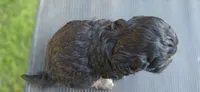 Frankie , a male Cavapoo for sale in Clinton, MO – 3 of 10