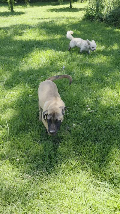 "OLLIE", a female Cane Corso and Labrador Retriever for sale in Clinton, MO – 10 of 10