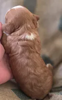 Morgan, a female Cavapoo for sale in Clinton, MO – 8 of 10