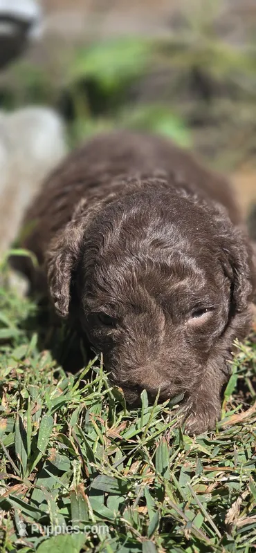 Coco – Cavapoo puppy for sale in Clinton, MO