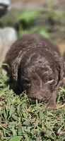 Coco, a male Cavapoo for sale in Clinton, MO – 1 of 7