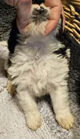 CONDO, a male Cavapoo for sale in Clinton, MO – Photo 3 of 6