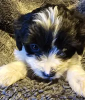 CONDO, a male Cavapoo for sale in Clinton, MO – Photo 4 of 6