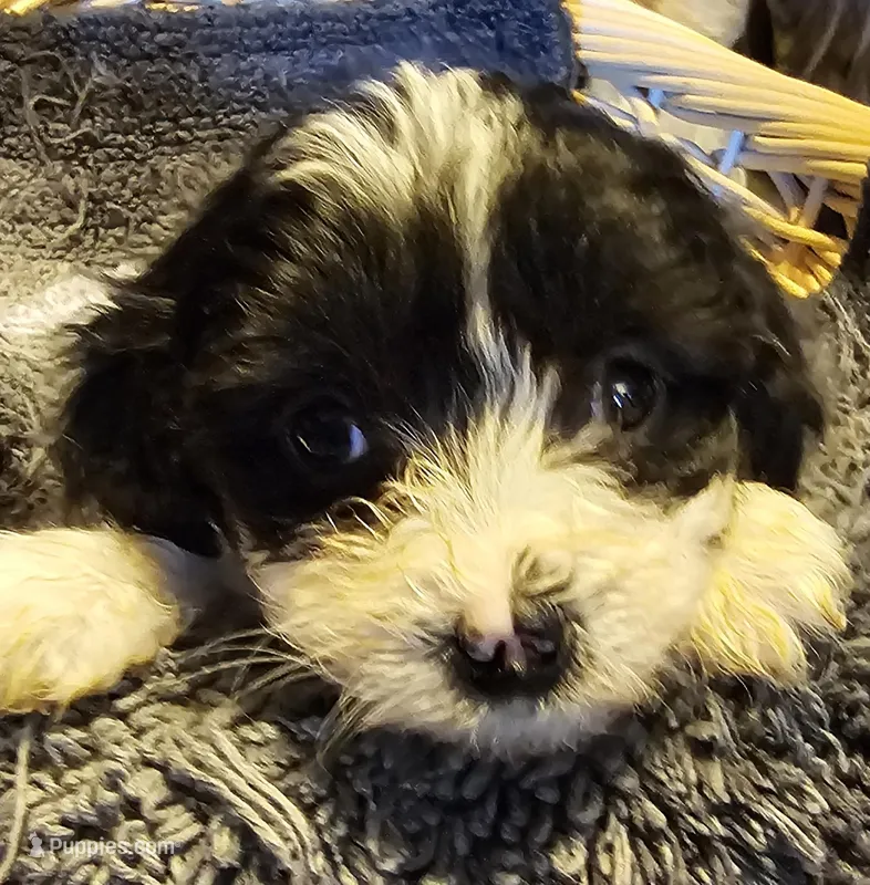 CONDO, a male Cavapoo for sale in Clinton, MO – Photo 1 of 6