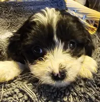 CONDO, a male Cavapoo for sale in Clinton, MO – Photo 1 of 6