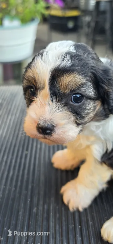 Louie – Cavapoo puppy for sale in Clinton, MO