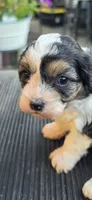 Louie, a male Cavapoo for sale in Clinton, MO – 1 of 10