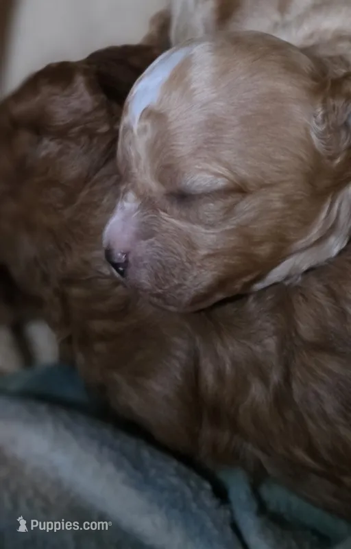 Farmer – Cavapoo puppy for sale in Clinton, MO
