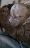 Farmer, a male Cavapoo for sale in Clinton, MO – 5 of 9