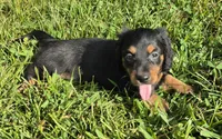 Bunny-Long-haired , a female Miniature Dachshund for sale in Clinton, MO – 4 of 10