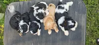 Louie, a male Cavapoo for sale in Clinton, MO – 9 of 10