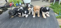 Betty, a female Cavapoo for sale in Clinton, MO – 5 of 6