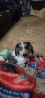 Brewery Long-haired , a male Miniature Dachshund for sale in Clinton, MO – 7 of 10