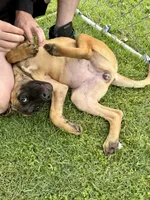 "OLLIE", a female Cane Corso and Labrador Retriever for sale in Clinton, MO – 2 of 10