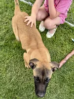 "OLLIE", a female Cane Corso and Labrador Retriever for sale in Clinton, MO – 4 of 10