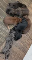 Rosa Long-haired , a female Miniature Dachshund for sale in Clinton, MO – 2 of 5
