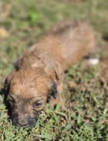 Cadie, a female Cavapoo for sale in Clinton, MO – 2 of 9