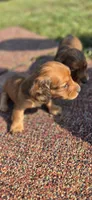 Rosa Long-haired, a female Miniature Dachshund for sale in Clinton, MO – 7 of 7