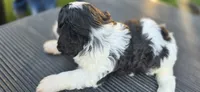 Duke, a male Cavapoo for sale in Clinton, MO – 6 of 9