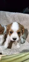 Blaze, a male Cavalier King Charles Spaniel for sale in Clinton, MO – Photo 1 of 5