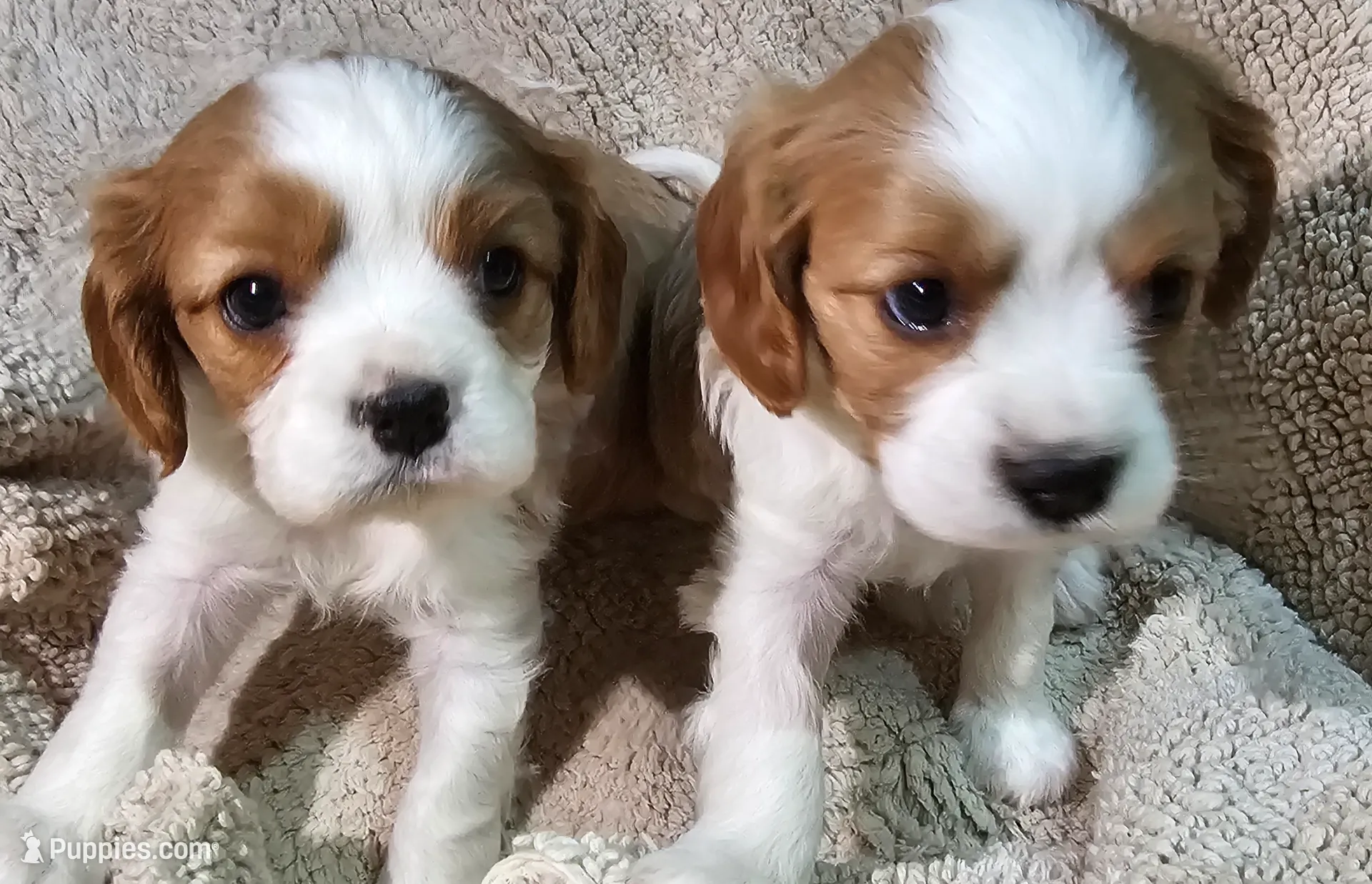 Blaze, a male Cavalier King Charles Spaniel for sale in Clinton, MO – Photo 2 of 5