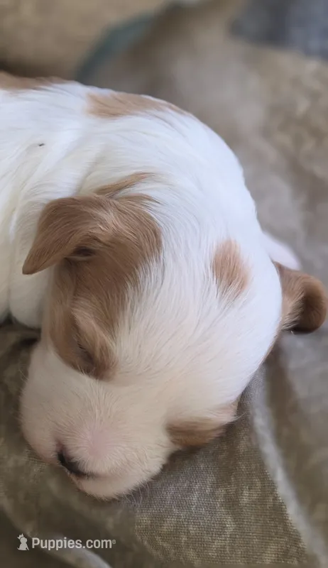 Fran – Cavapoo puppy for sale in Clinton, MO