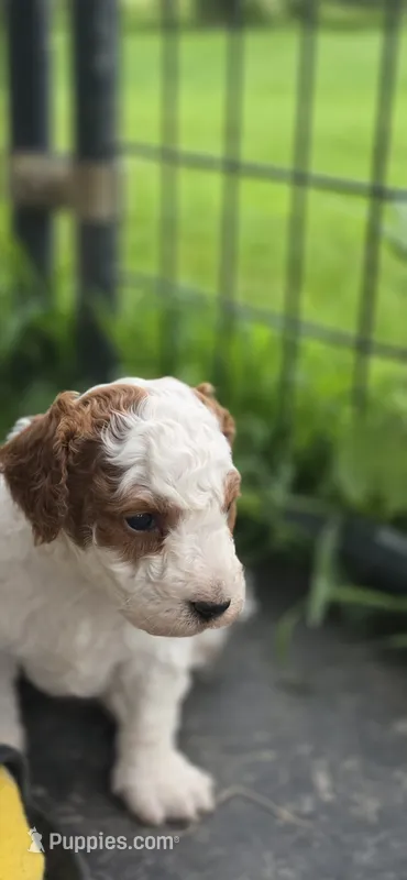 Toby – Cavapoo puppy for sale in Clinton, MO