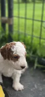 Toby, a male Cavapoo for sale in Clinton, MO – 1 of 6