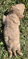 "CREAMER", a female Cavapoo for sale in Clinton, MO – 10 of 10