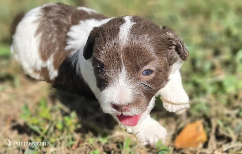 "PIXIE" – Cavapoo puppy for sale in Clinton, MO