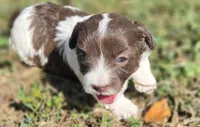 "PIXIE", a female Cavapoo for sale in Clinton, MO – 1 of 8
