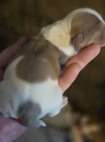 Brewery Long-haired , a male Miniature Dachshund for sale in Clinton, MO – 4 of 10