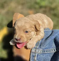 "CREAMER", a female Cavapoo for sale in Clinton, MO – 2 of 10