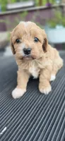 Shay, a female Cavapoo for sale in Clinton, MO – 10 of 10