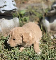 BLONDIE, a female Cavapoo for sale in Clinton, MO – 3 of 8