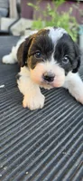 Duke, a male Cavapoo for sale in Clinton, MO – 3 of 9