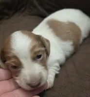 Logar Long-haired, a male Miniature Dachshund for sale in Clinton, MO – 8 of 10