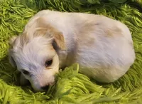 Cinderella , a female Cavachon for sale in Clinton, MO – Photo 6 of 9