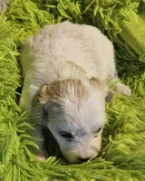 Cinderella , a female Cavachon for sale in Clinton, MO – Photo 3 of 9
