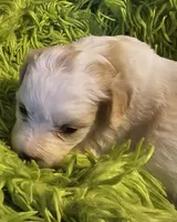 Cinderella , a female Cavachon for sale in Clinton, MO – Photo 2 of 9