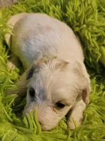 Cinderella , a female Cavachon for sale in Clinton, MO – Photo 4 of 9
