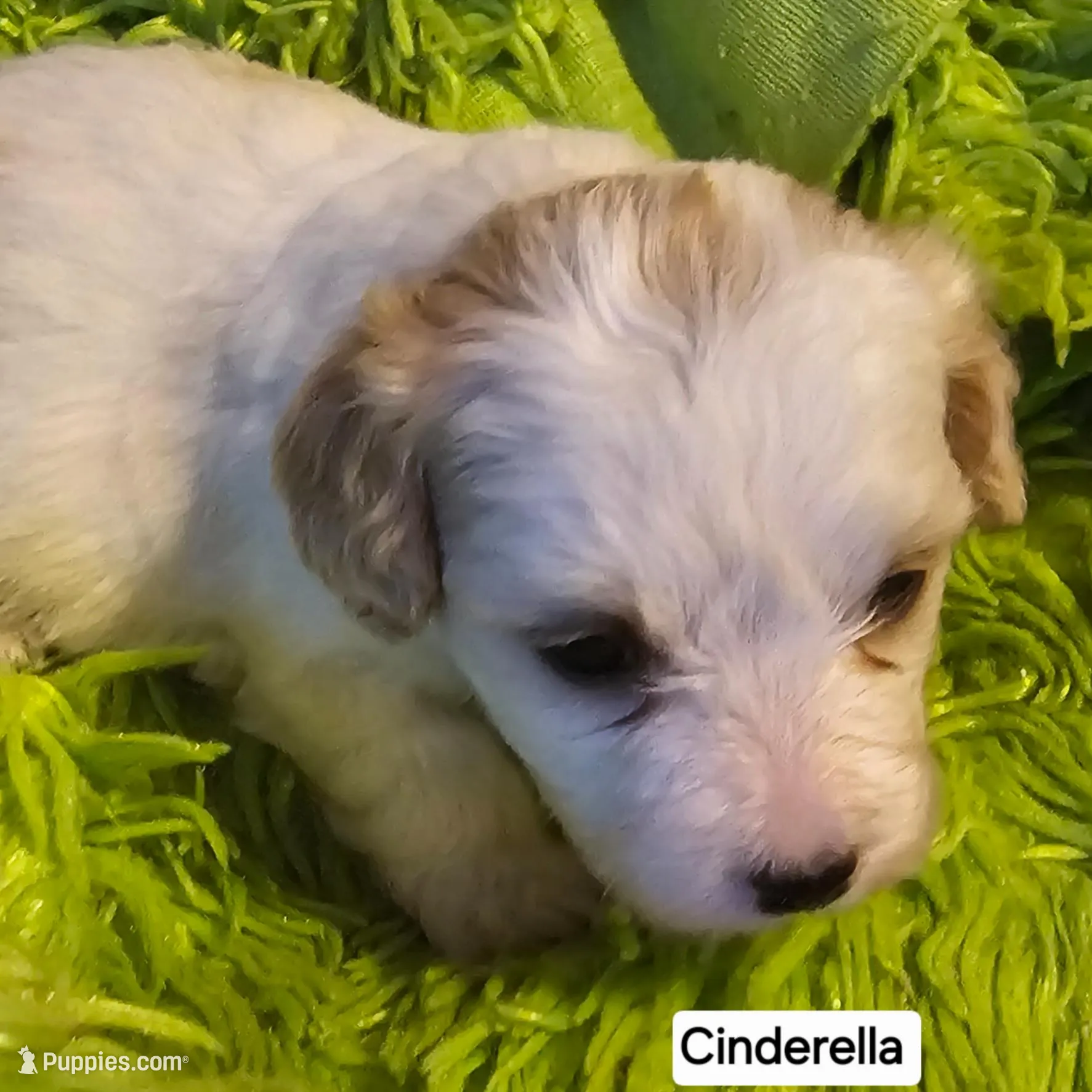 Cinderella 
