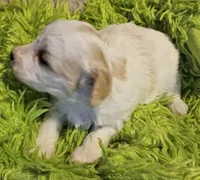 Cinderella , a female Cavachon for sale in Clinton, MO – Photo 5 of 9