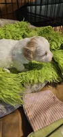 Cinderella , a female Cavachon for sale in Clinton, MO – Photo 9 of 9