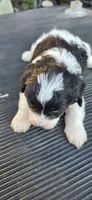 Duke, a male Cavapoo for sale in Clinton, MO – 9 of 9