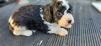 BELL, a female Cavapoo for sale in Clinton, MO – 2 of 9