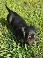 Tabby Long-haired , a female Miniature Dachshund for sale in Clinton, MO – 2 of 9